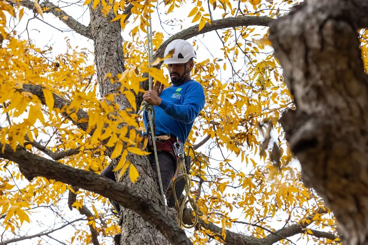 Skilled Tree Planting crew working in Groveland